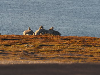 View of little rocks in the evening