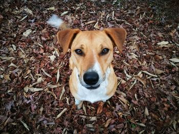 Close-up portrait of dog