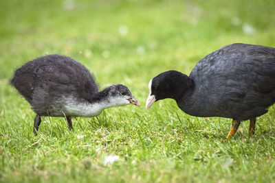 Ducks on a field