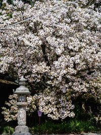 Cherry blossoms in spring