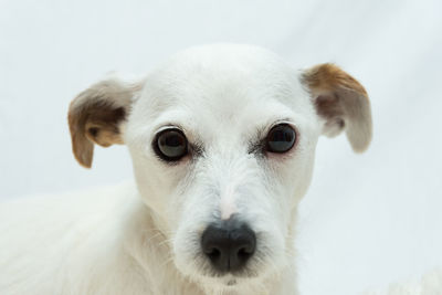 Close-up portrait of white dog