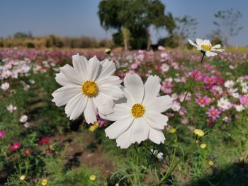 Close-up of white flowering plants on field