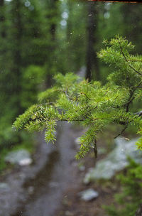 Close-up of fern in forest