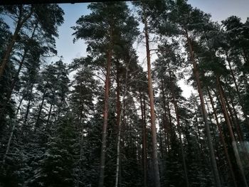 Low angle view of pine trees in forest