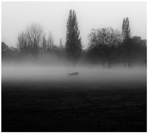 Silhouette of a dog running in a foggy day