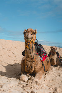 Horse cart on sand at beach against sky