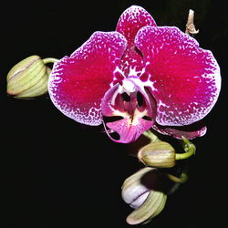 Close-up of flower against black background