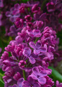 Close-up of pink flowering plants