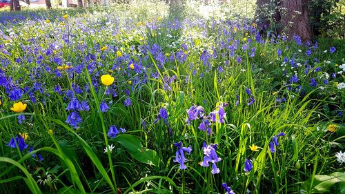 Close-up of purple crocus flowers blooming on field