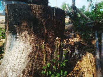 Close-up of tree trunk in forest