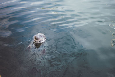 High angle view of aquatic mammal swimming in sea