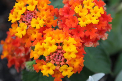 Close-up of lantana camara flowers blooming outdoors