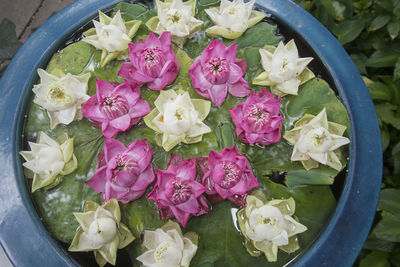 Directly above shot of pink and white flowers in water filled container