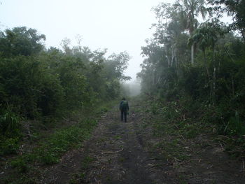 Rear view of man walking in forest