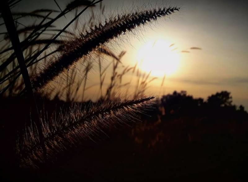 sunset, sky, tranquility, plant, no people, nature, silhouette, close-up, beauty in nature, growth, focus on foreground, tranquil scene, outdoors, orange color, scenics - nature, tree, sun, sunlight, selective focus, land