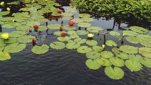 High angle view of water lily in lake