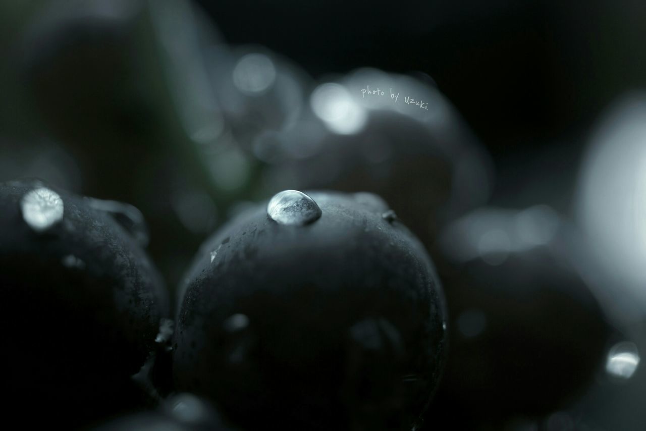 CLOSE-UP OF PLANT AGAINST BLURRED BACKGROUND