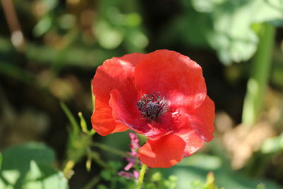 Close-up of red poppy flower