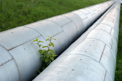 High angle view of plant growing on field