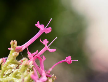 Close-up of pink flowering plant