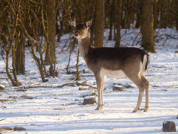 Deer standing on snow covered land