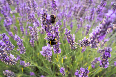 Close-up of bee pollinating on purple flowers