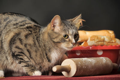 Close-up of a cat looking away