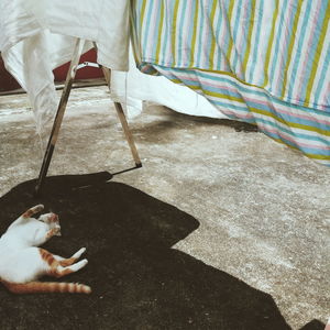 High angle view of dog relaxing on bed