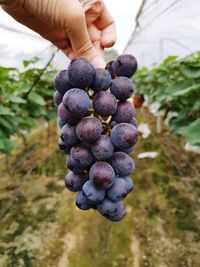 Close-up of hand holding grapes