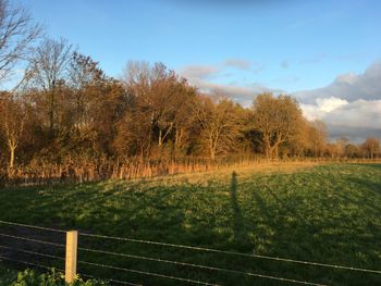 Trees on field against sky