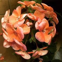 Close-up of orange flowers blooming outdoors