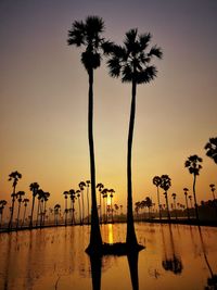 Silhouette palm trees against sky during sunset