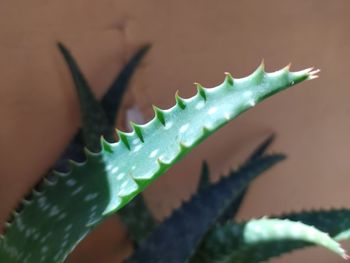Extreme closeup view of an aloe vera leaf