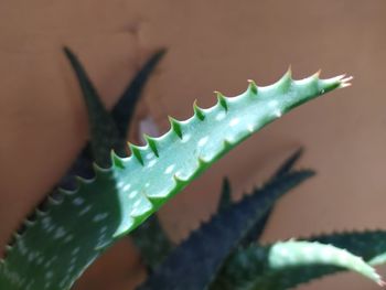 Close-up of succulent plant