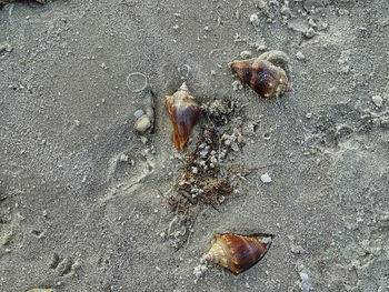 High angle view of shell on sand