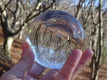 Cropped hand of man holding crystal ball against bare trees