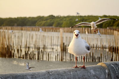 Seagull perching on wooden post by lake against sky