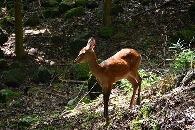 Deer standing in a forest