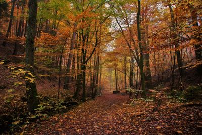 Trees in forest during autumn