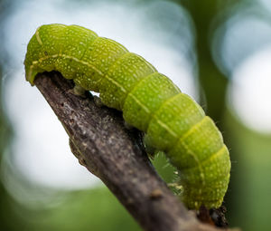 Close-up of green leaf on tree