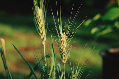 Close-up of wheat growing on field