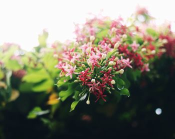 Close-up of pink flowering plant