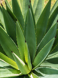 agave