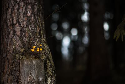 Close-up of yellow tree trunk at night