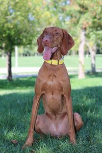 Portrait of dog sitting on field