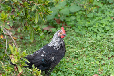 View of a bird on field