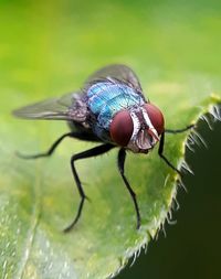 Close-up of fly on leaf