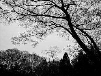 Silhouette bare tree against sky