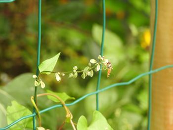Close-up of insect on plant