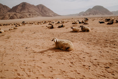 Flock of sheep on sand